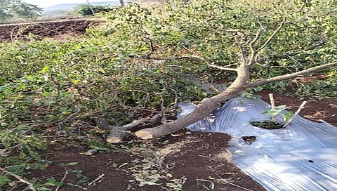 ಶ್ರೀಗಂಧ ಮರಗಳನ್ನು ಕತ್ತರಿಸಿರುವ ಕಳ್ಳರು