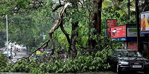 ಮಳೆಯಿಂದ ಮುರಿದು ಬಿದ್ದಿರುವ ಮರದ ಕೊಂಬೆ