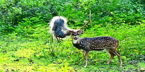 ಜಿಂಕೆಯ ಕೊಂಬಿಗೆ ಸಿಲುಕಿರುವ ಮೀನುಗಾರಿಕಾ ಬಲೆ