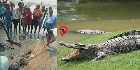 ಮೊಸಳೆಯನ್ನು ಕೊಂದು ಹಾಕಿದ ಗ್ರಾಮಸ್ಥರು