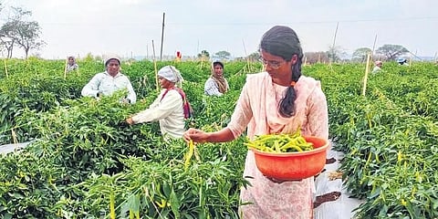ನಿಕಿತಾ ವೈಜು ಪಾಟೀಲ್