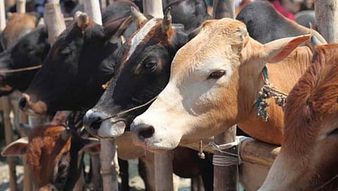 ಸಾಂದರ್ಭಿಕ ಚಿತ್ರ