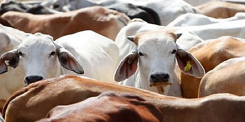 ಸಾಂದರ್ಭಿಕ ಚಿತ್ರ