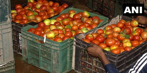ಟೊಮೇಟೊ