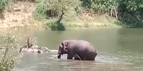 ಕಾಡಾನೆ