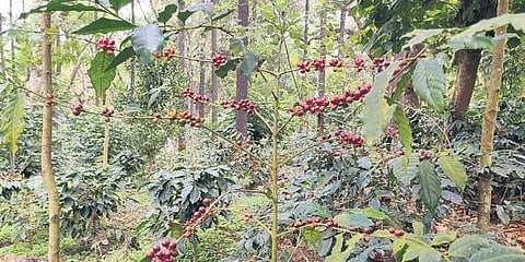 ಸಾಂದರ್ಭಿಕ ಚಿತ್ರ