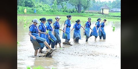 ಭತ್ತದ ಗದ್ದೆಯಲ್ಲಿ ವಿದ್ಯಾರ್ಥಿಗಳು