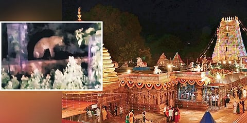 ತಿರುಮಲ ಬೆನ್ನಲ್ಲೇ ಶ್ರೀಶೈಲಂನಲ್ಲೂ ಚಿರತೆ ಭೀತಿ