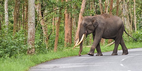 ಆನೆ ದಾಳಿ