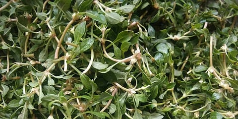 ಹೊನಗೊನ್ನೆ ಸೊಪ್ಪು