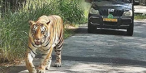 ಬನ್ನೇರುಘಟ್ಟದಲ್ಲಿ ಅಡ್ಡಾಡುತ್ತಿರುವ ಹುಲಿ