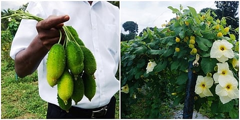 ಮಡಹಾಗಲ ಕೃಷಿ