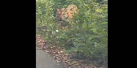ಬೃಹತ್ ಹುಲಿ ಪ್ರತ್ಯಕ್ಷ
