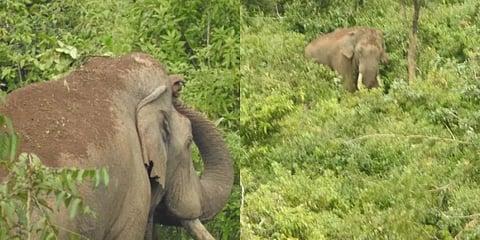 ಗಾಯಗೊಂಡಿರುವ ಭೀಮ