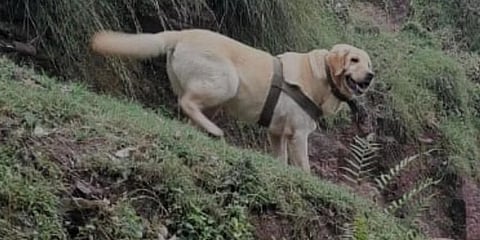 ಮೃತ ಸೇನೆ ಶ್ವಾನ ಕೆಂಟ್