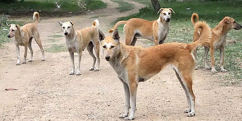 ಸಾಂದರ್ಭಿಕ ಚಿತ್ರ