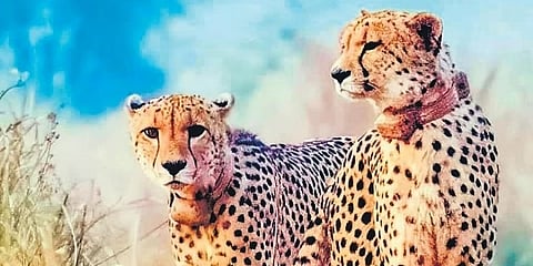 ಚೀತಾಗಳು