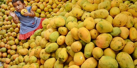 ಮಾವು ರಫ್ತು