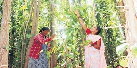 ವೀಳ್ಯದೆಲೆ ಕೃಷಿಯಲ್ಲಿ ಮಹಿಳಾ ಕಾರ್ಮಿಕರು