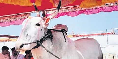 ಜಾತ್ರೆಯಲ್ಲಿ ಎಲ್ಲರ ಗಮನ ಸೆಳೆದ ದುಬಾರಿ ಹೋರಿ