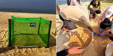 ಆಲಿವ್ ರಿಡ್ಲಿ ಕಡಲಾಮೆ  ಗೂಡುಗಳು