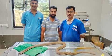 ನಾಗರಹಾವಿಗೆ ಯಶಸ್ವಿ ಶಸ್ತ್ರಚಿಕಿತ್ಸೆ