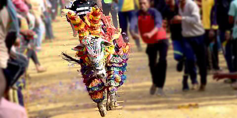 ಹೋರಿ ಬೆದರಿಸುವ ಸ್ಪರ್ಧೆ (ಸಾಂದರ್ಭಿಕ ಚಿತ್ರ)