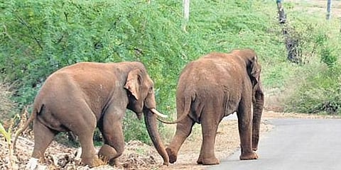 ಸಂಗ್ರಹ ಚಿತ್ರ
