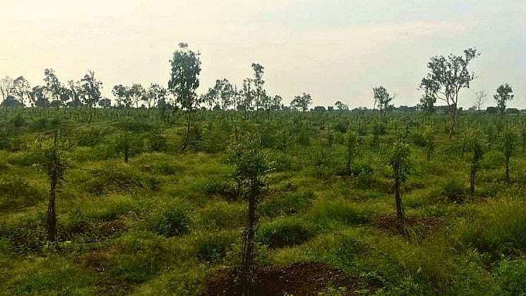 ಕರ್ನಾಟಕದಲ್ಲಿ ಕೃಷಿ ಅರಣ್ಯ ಪ್ರದೇಶಗಳ ಹೆಚ್ಚಳ: ತಜ್ಞರ ಅಭಿಮತ