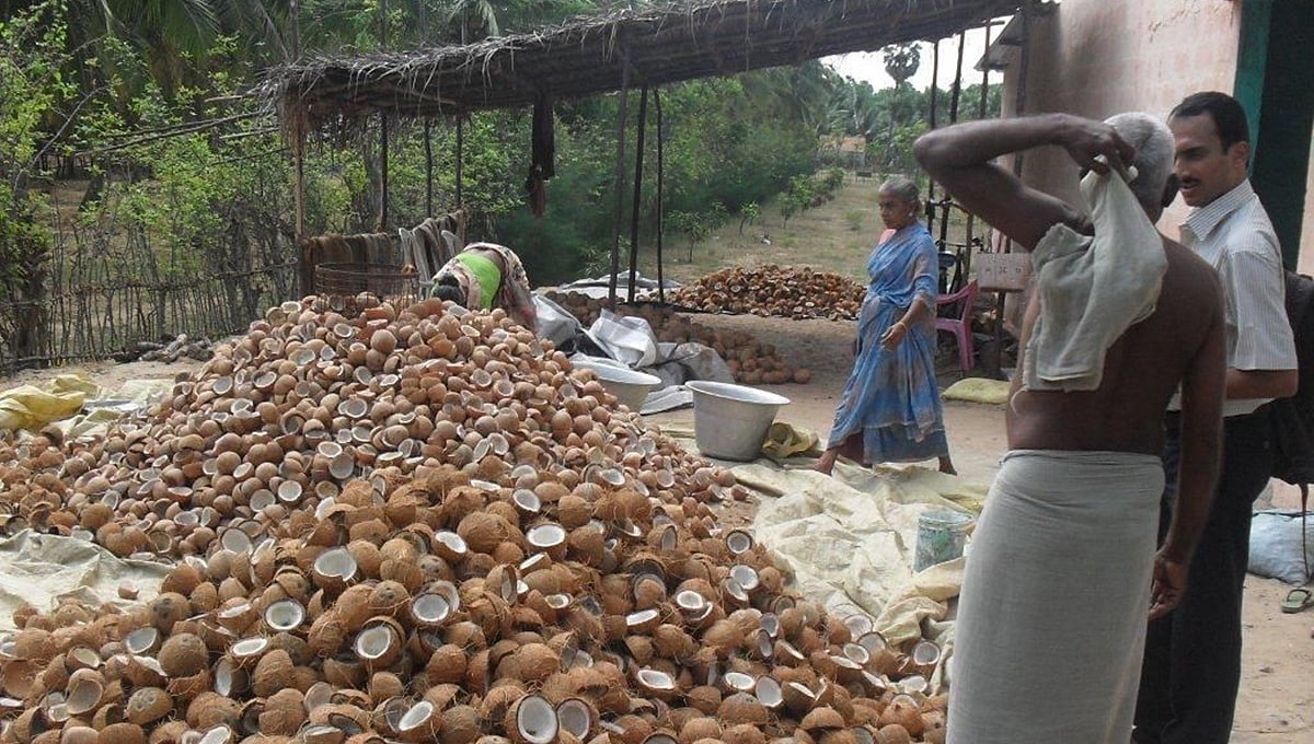ರೈತರ ನೊಂದಣಿಯಲ್ಲಿ ಅಕ್ರಮ: ಒಂದು ವಾರ ಕೊಬ್ಬರಿ ಖರೀದಿ ಸ್ಥಗಿತ!