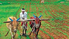 ಬರಕ್ಕೆ ರೈತ ತತ್ತರ: ಕಡಿಮೆ ಬಂಡವಾಳ ಲಾಭದಾಯಕ ಕೃಷಿಯತ್ತ ಮುಖ, ಆಹಾರ ಧಾನ್ಯ ಬೆಳೆ ಉತ್ಪಾದನೆಯಲ್ಲಿ ಕುಸಿತ!