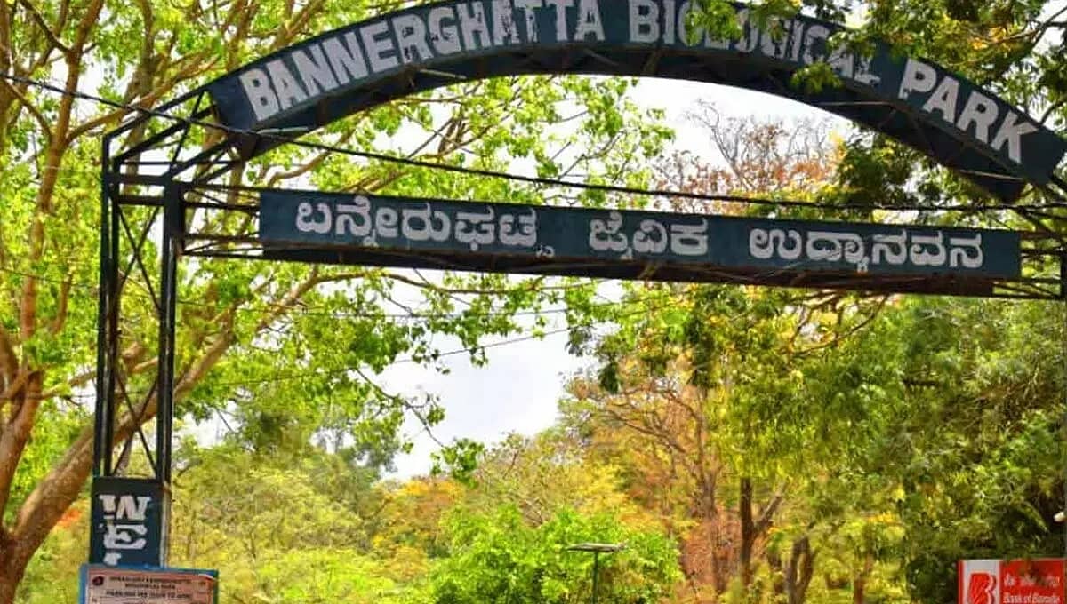 ಬನ್ನೇರುಘಟ್ಟ ಮೃಗಾಲಯಕ್ಕೆ ಬಂತು ಮತ್ತೊಂದು ಹೆಣ್ಣು ಜಿರಾಫೆ: 'ಗೌರಿ'ಗೆ ಜೊತೆಯಾದ ‘ಶಿವಾನಿ'!