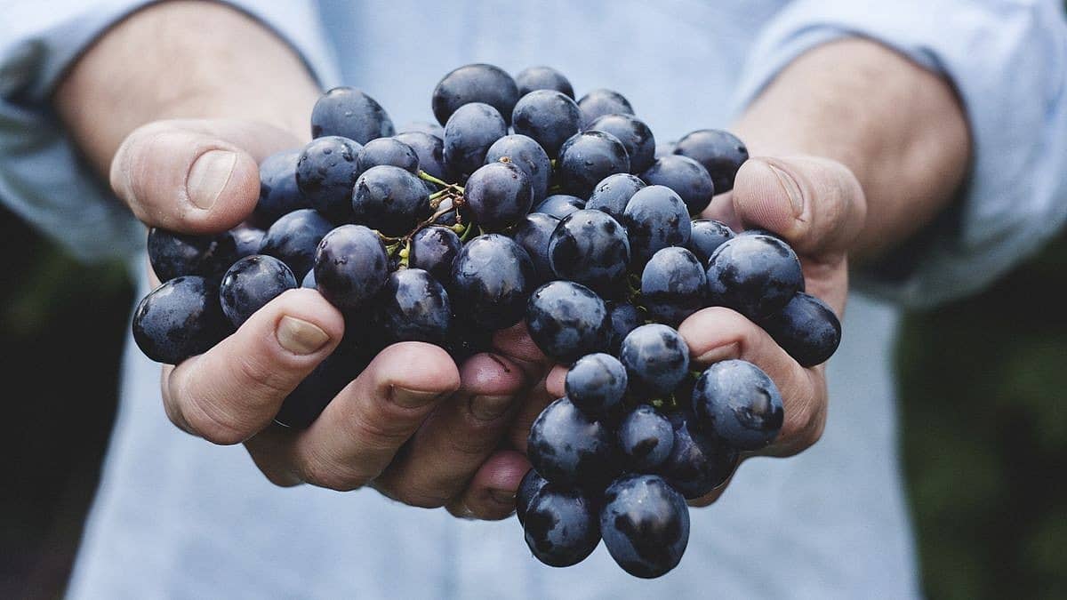 Grapes Cleaning: ಅತಿಹೆಚ್ಚು ಕೀಟನಾಶಕ ಸಿಂಪಡಿಸುವ ದ್ರಾಕ್ಷಿ ಹಣ್ಣಿನ ಸ್ವಚ್ಛತೆಗೆ ಮನೆಯಲ್ಲೇ ಇದೆ ಉಪಾಯ!