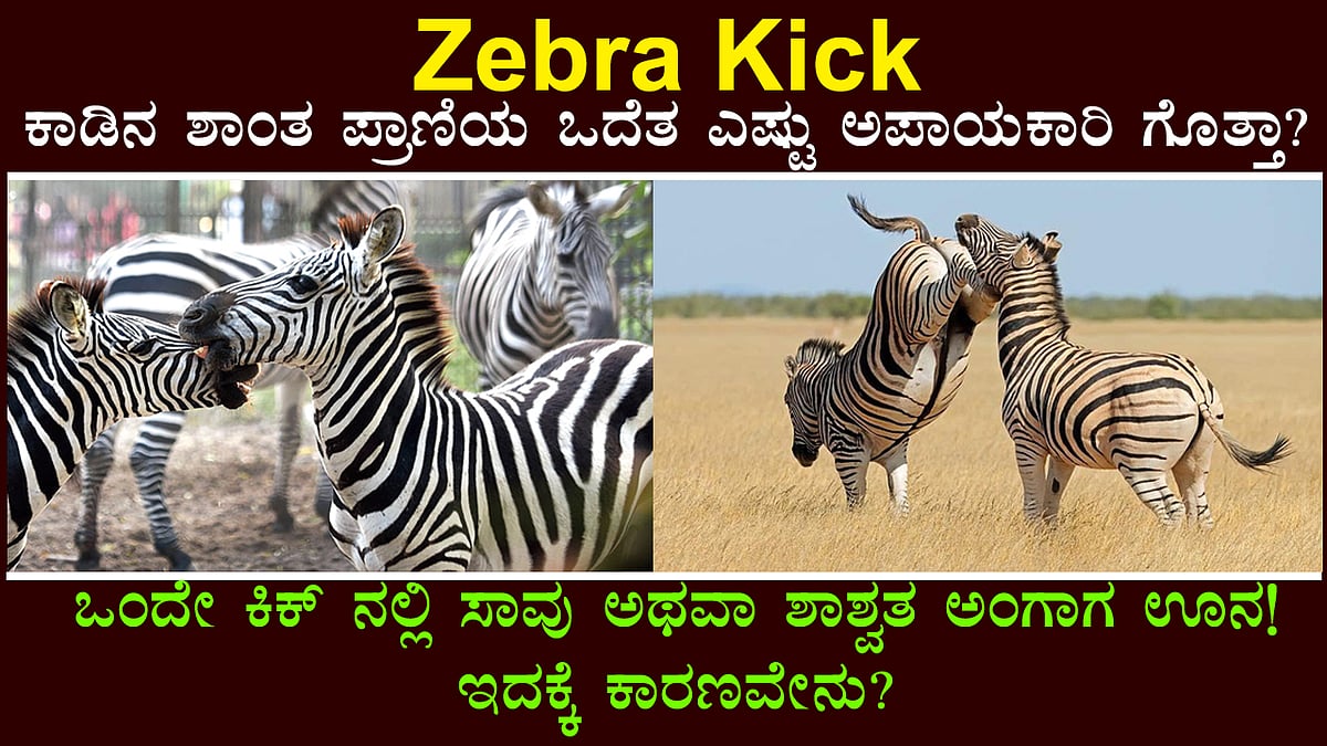 Zebra Kick: ಕಾಡಿನ ಶಾಂತ ಪ್ರಾಣಿಯ ಒದೆತ ಎಷ್ಟು ಅಪಾಯಕಾರಿ ಗೊತ್ತಾ?