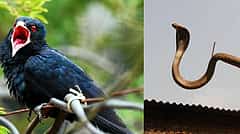 ಬೆಂಗಳೂರಿನಲ್ಲಿ ತಾಪಮಾನ ಹೆಚ್ಚಳ: ಬಿಸಿಲಿಗೆ ಬಸವಳಿದ ಬಾನಾಡಿಗಳು, ಬಿಲದಿಂದ ಹೊರಬರುತ್ತಿರುವ ಹಾವುಗಳು!