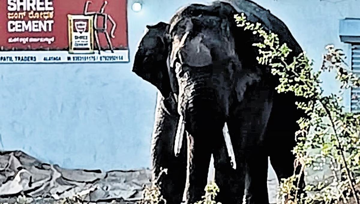 ಬೆಳಗಾವಿಯಲ್ಲಿ ಕಾಡಾನೆ ಪ್ರತ್ಯಕ್ಷ: ವಾಹನಗಳ ಮೇಲೆ ದಾಂಧಲೆ, ಭಯಭೀತರಾದ ಜನ!