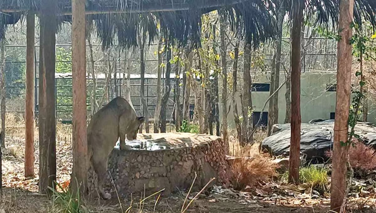 ಶಿವಮೊಗ್ಗ: ಬಿರು ಬೇಸಿಗೆಯಿಂದ ಕಂಗಾಲು; ಮೃಗಾಲಯದ ಪ್ರಾಣಿಗಳನ್ನು ತಣ್ಣಗಿರಿಸಲು ಅಧಿಕಾರಿಗಳಿಂದ ಹೊಸ ಪ್ರಯೋಗ!