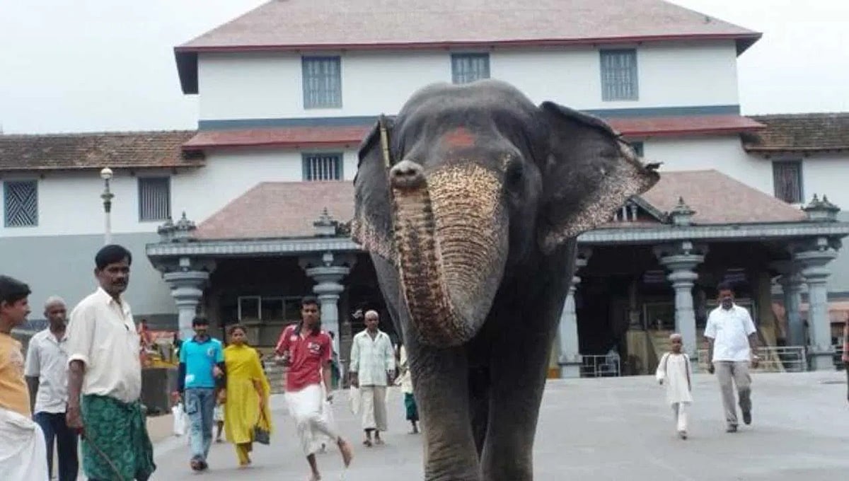 ಮಹಾಶಿವರಾತ್ರಿ ದಿನವೇ ಶಿವೈಕ್ಯಳಾದ 'ಲತಾ': ಹೃದಯಾಘಾತದಿಂದ ಧರ್ಮಸ್ಥಳದ ಆನೆ ವಿಧಿವಶ!