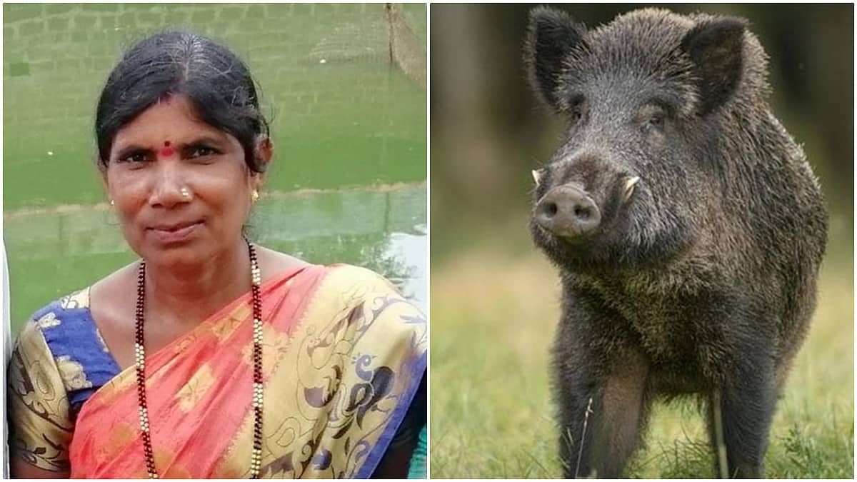 ಬೀದರ್ನಲ್ಲಿ ಕಾಡುಹಂದಿ ದಾಳಿಗೆ ಮಹಿಳೆ ಸಾವು: ಕುಟುಂಬಕ್ಕೆ 15 ಲಕ್ಷ ರೂ. ಪರಿಹಾರ ವಿತರಣೆ!