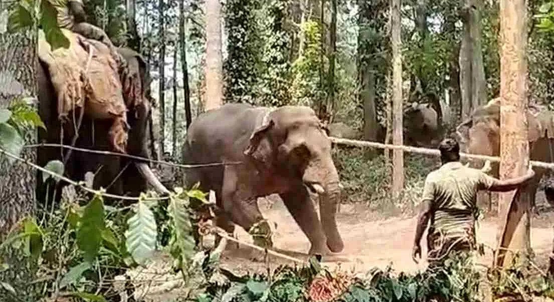 ಅರ್ಜುನ ಸಾವಿನ ಬಳಿಕ, ಕ್ಯಾಪ್ಟನ್ ಅಭಿಮನ್ಯು ನೇತೃತ್ವದಲ್ಲಿ ಕಾಡಾನೆ 'ಕರಡಿ' ಸೆರೆ!