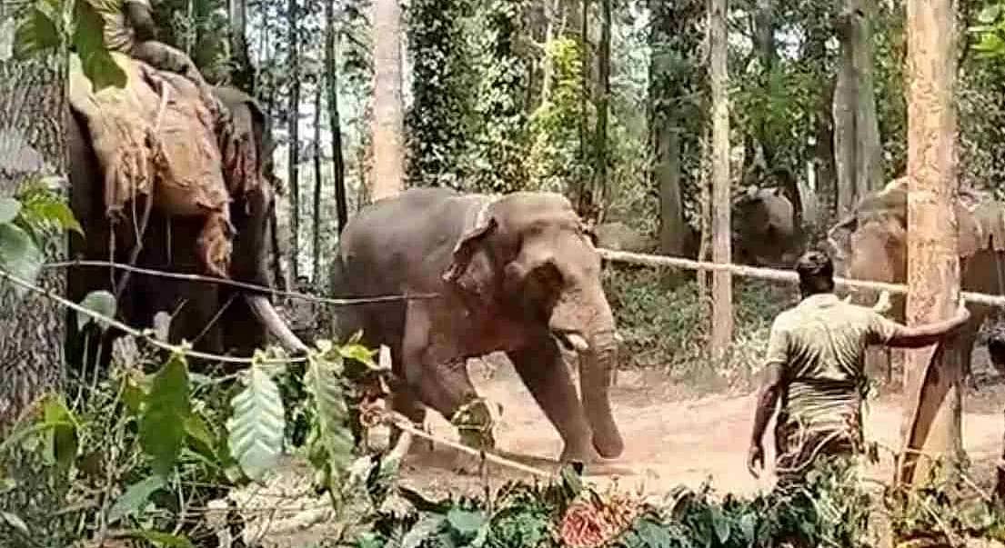 ಅರ್ಜುನ ಸಾವಿನ ಬಳಿಕ, ಕ್ಯಾಪ್ಟನ್ ಅಭಿಮನ್ಯು ನೇತೃತ್ವದಲ್ಲಿ ಕಾಡಾನೆ 'ಕರಡಿ' ಸೆರೆ!