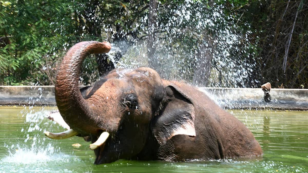 ಜಲಕ್ಷಾಮ: ವನ್ಯ ಪ್ರಾಣಿಗಳಿಗೂ ತಟ್ಟಿದೆ ಬರ, ಬಿಸಿಲಿನ ಬಾಧೆ, ನಿರ್ಜಲೀಕರಣದಿಂದ 2 ಆನೆ ಸಾವು!