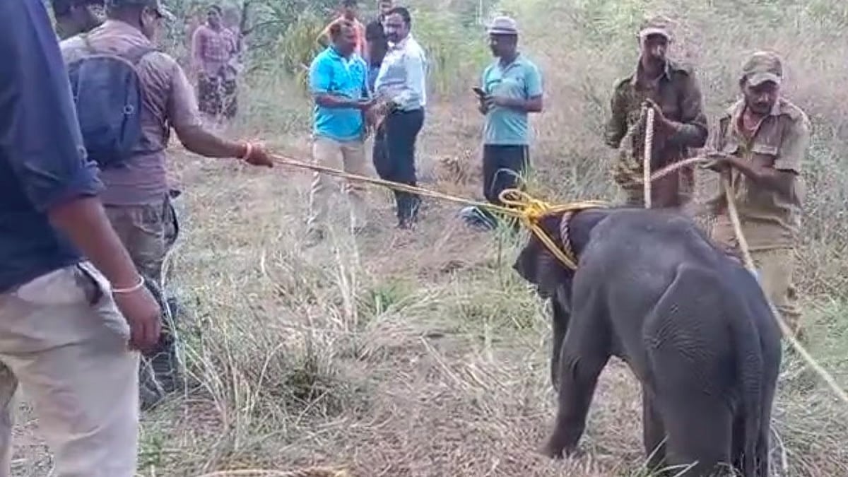 ಕೊಡಗು: ಆನೆ ಮರಿಯನ್ನು ಮತ್ತೆ ಹಿಂಡಿನೊಂದಿಗೆ ಸೇರಿಸಲು ಅರಣ್ಯಾಧಿಕಾರಿಗಳು ಯತ್ನ