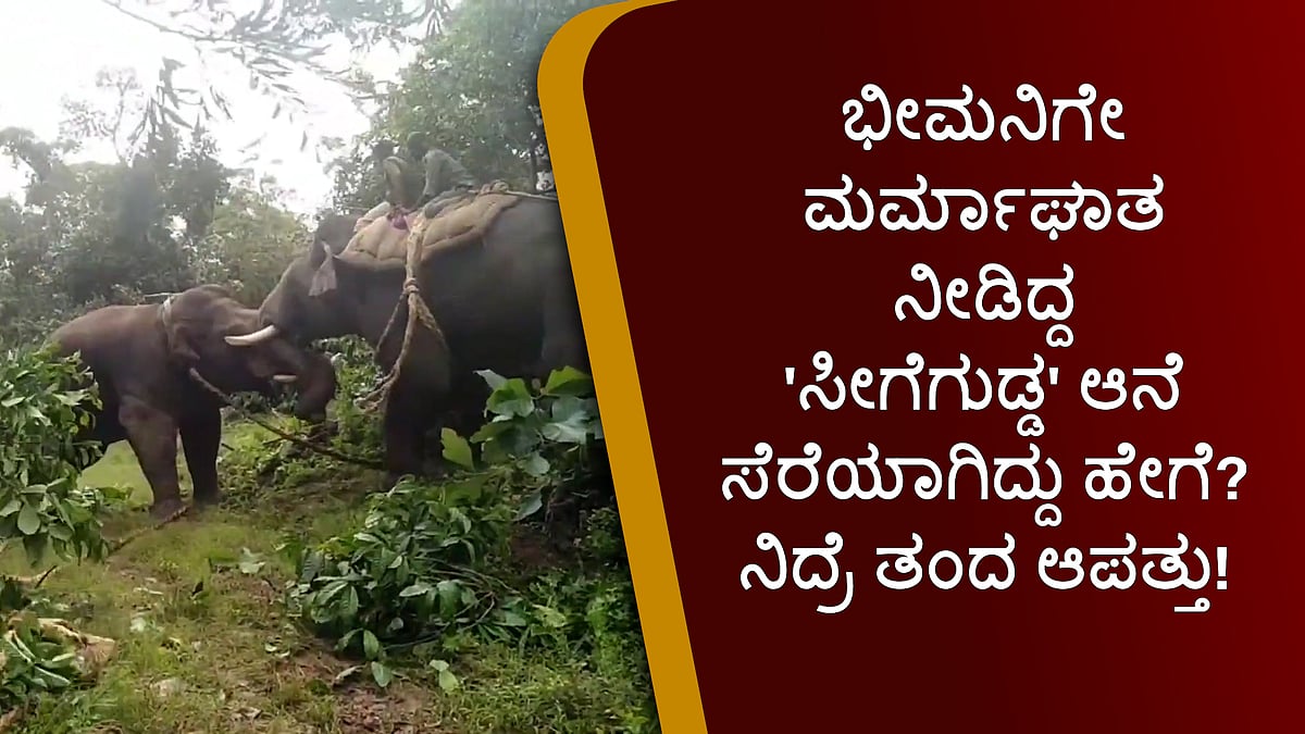 Operation Seegegudda: ಭೀಮನಿಗೇ ಮರ್ಮಾಘಾತ ನೀಡಿದ್ದ 'ಸೀಗೆಗುಡ್ಡ' ಆನೆ ಸೆರೆಯಾಗಿದ್ದು ಹೇಗೆ? ನಿದ್ರೆ ತಂದ ಆಪತ್ತು!