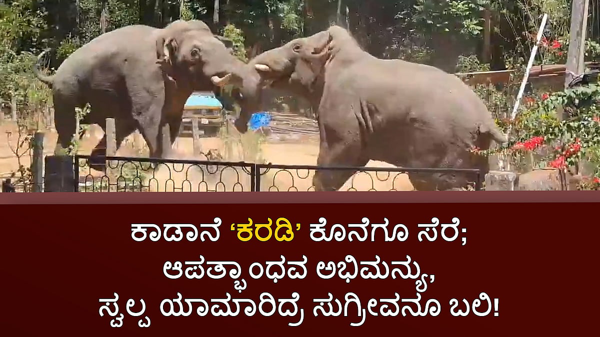 ಪುಂಡಾನೆ ಕರಡಿ ಕೊನೆಗೂ ಸೆರೆ; ಆಪತ್ಭಾಂಧವ ಅಭಿಮನ್ಯು, ಸ್ವಲ್ಪ ಯಾಮಾರಿದ್ರೆ ಸುಗ್ರೀವನೂ ಬಲಿ!
