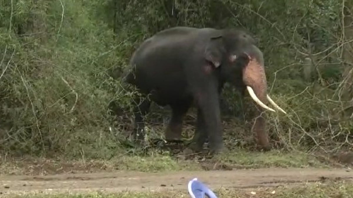 Elephant Attack: ಮಹದೇಶ್ವರ ಬೆಟ್ಟಕ್ಕೆ ಕಾಲ್ನಡಿಗೆಯಲ್ಲಿ ಬರುತ್ತಿದ್ದ ಭಕ್ತರ ಮೇಲೆ ಕಾಡಾನೆ ದಾಳಿ, ಮಹಿಳೆ ಸಾವು