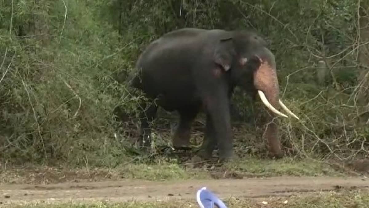 Elephant Attack: ಮಹದೇಶ್ವರ ಬೆಟ್ಟಕ್ಕೆ ಕಾಲ್ನಡಿಗೆಯಲ್ಲಿ ಬರುತ್ತಿದ್ದ ಭಕ್ತರ ಮೇಲೆ ಕಾಡಾನೆ ದಾಳಿ, ಮಹಿಳೆ ಸಾವು