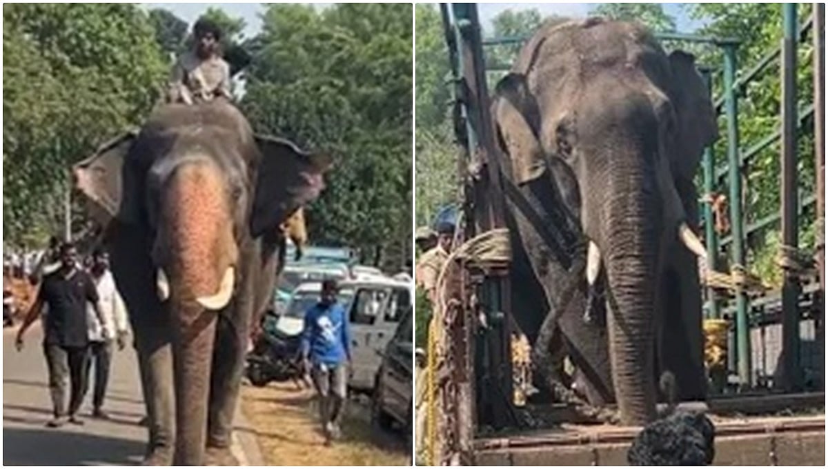 ಕ್ಯಾಪ್ಟನ್ ಅಭಿಮನ್ಯು ನೇತೃತ್ವದಲ್ಲಿ ಮತ್ತೊಂದು ಕಾರ್ಯಾಚರಣೆ ಯಶಸ್ವಿ; ಸೀಗೆಗುಡ್ಡ ಕಾಡಾನೆ ಸೆರೆ ಹಿಡಿದ ಅರಣ್ಯ ಇಲಾಖೆ!