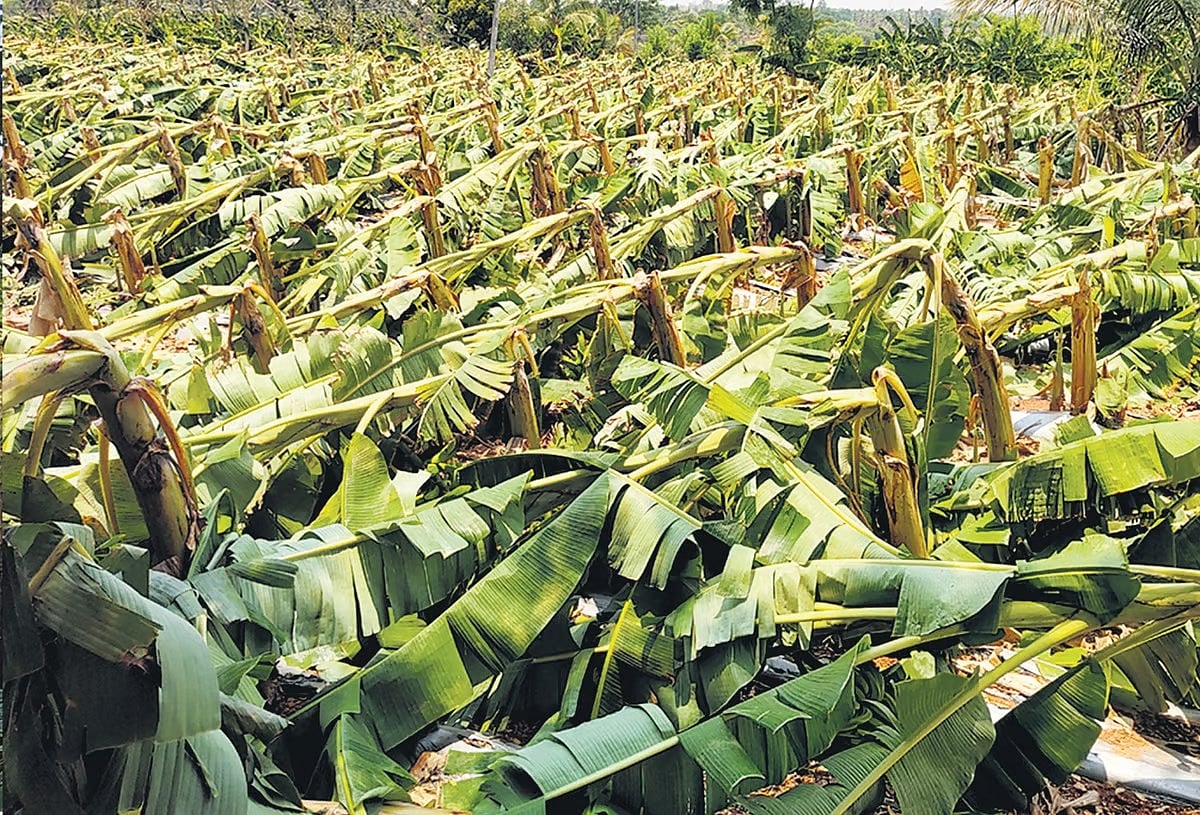 ಚಾಮರಾಜನಗರ: ಮಳೆಗೆ 25 ಕೋಟಿ ರೂಪಾಯಿ ಮೌಲ್ಯದ ಬೆಳೆ ನಾಶ! 