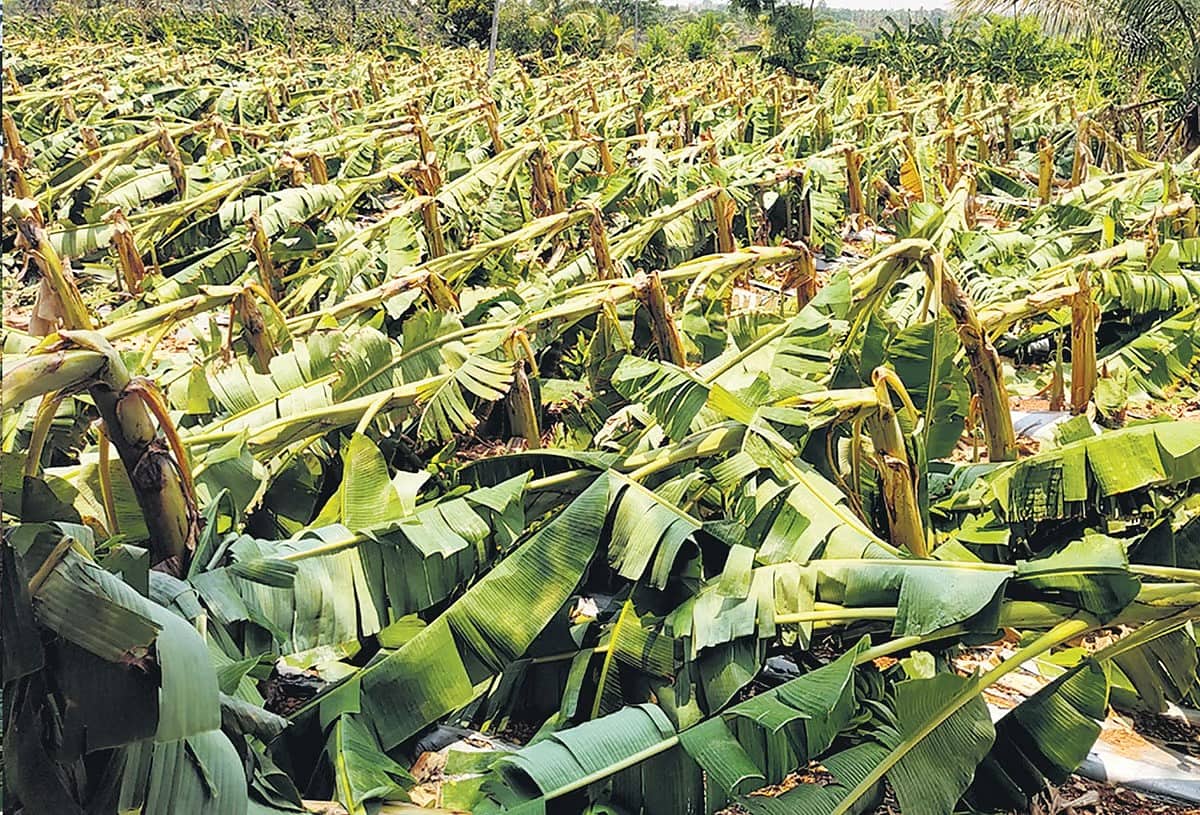 ಚಾಮರಾಜನಗರ: ಮಳೆಗೆ 25 ಕೋಟಿ ರೂಪಾಯಿ ಮೌಲ್ಯದ ಬೆಳೆ ನಾಶ!